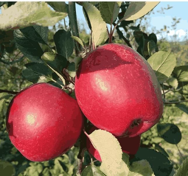 Red Apple Seeds